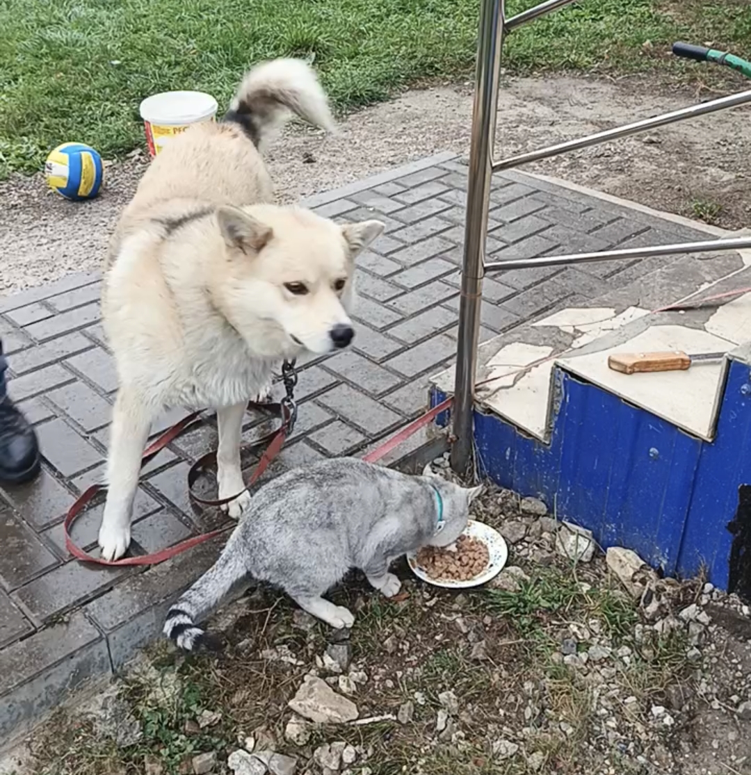 Барсик һәм Тузик дуслыгы. И. Мөхәммәтҗанова фотосы.
